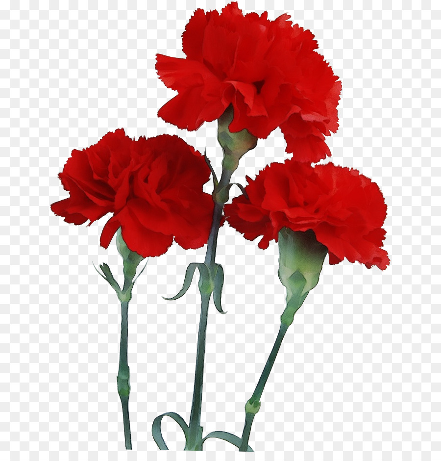 Flor，Rojo PNG