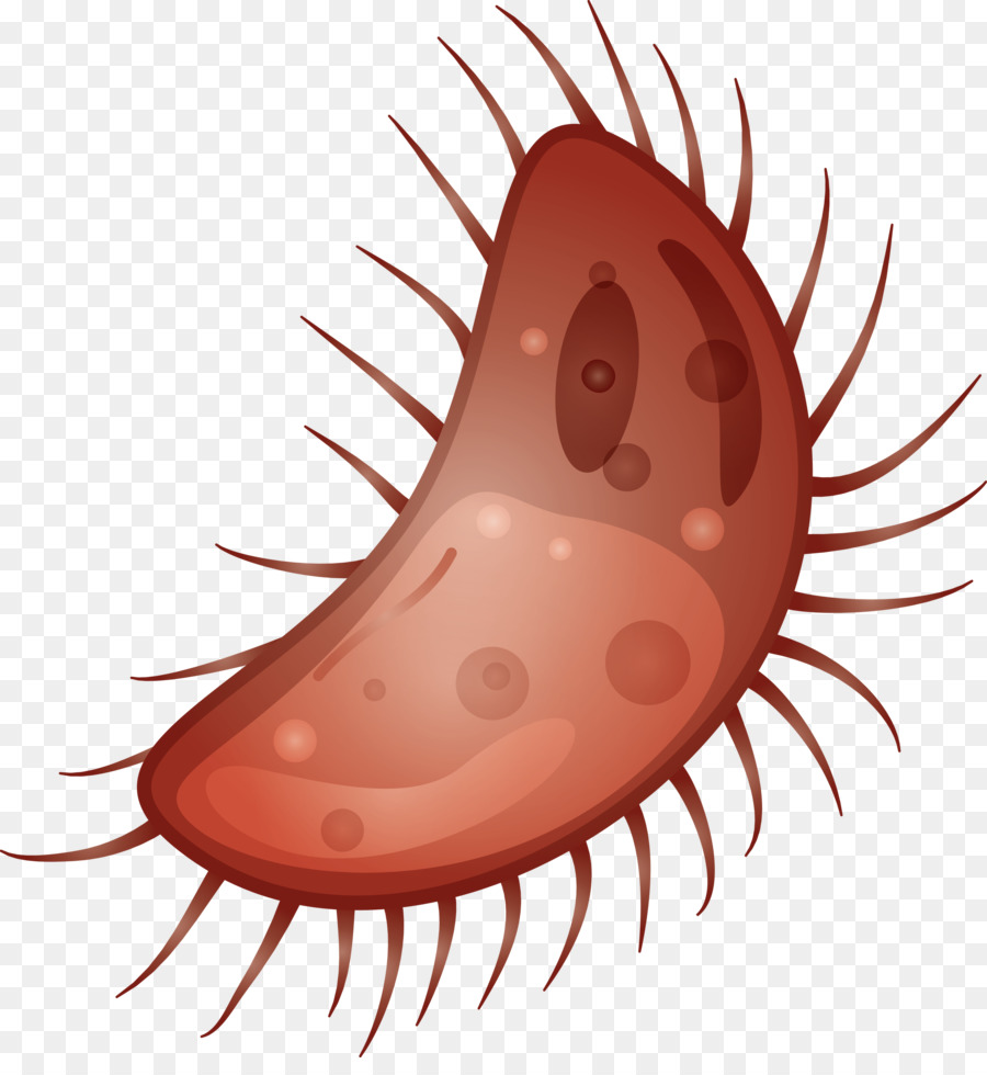 Bacteria，Germen PNG