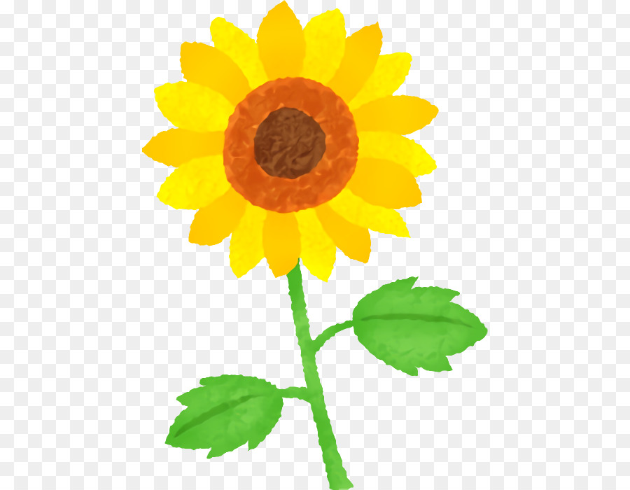 Flor，Girasol PNG