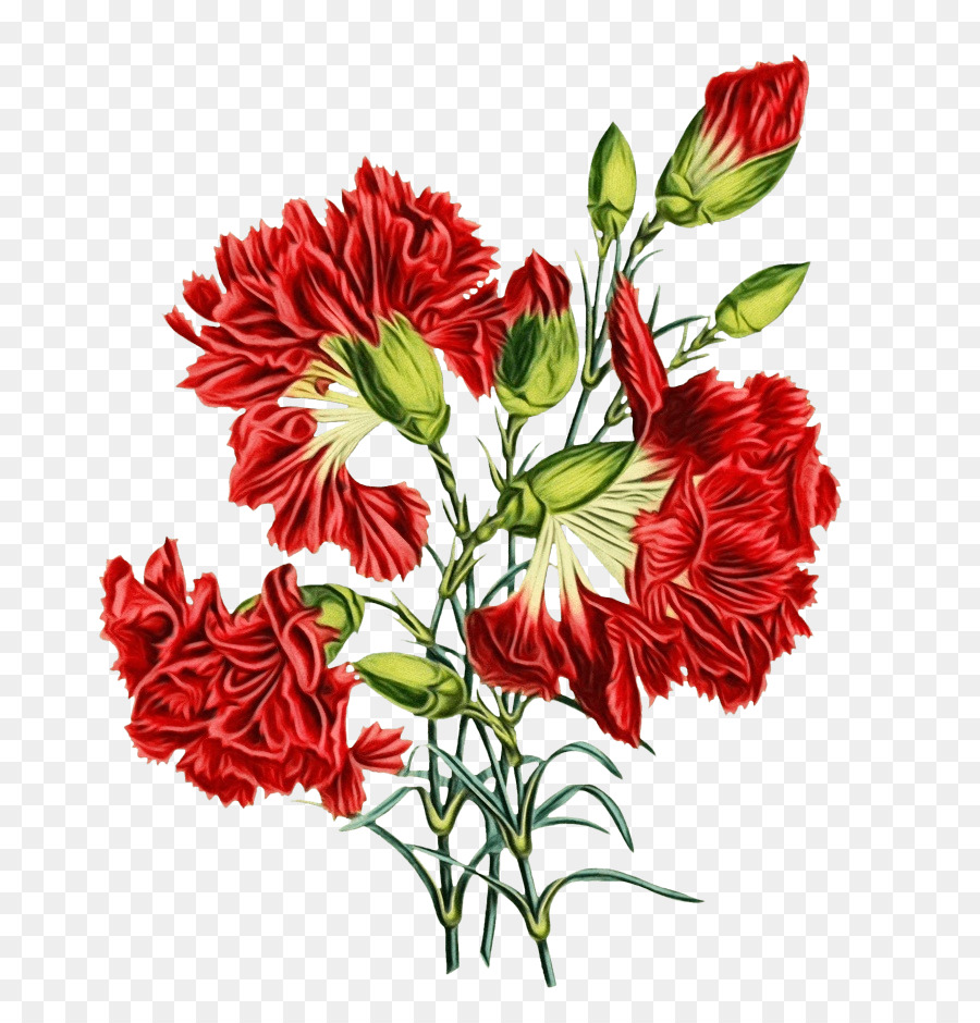 Flor，Planta PNG