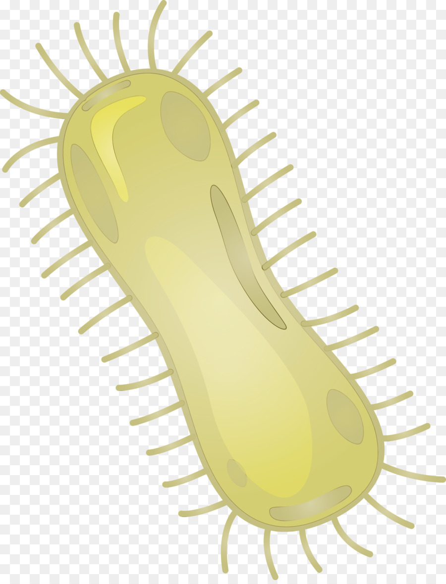 Bacterias，Germen PNG