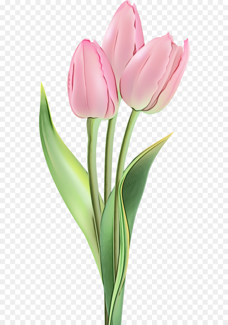 Flor，Tulip PNG