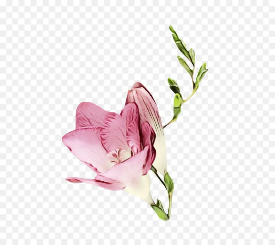 Flor，Rosa PNG