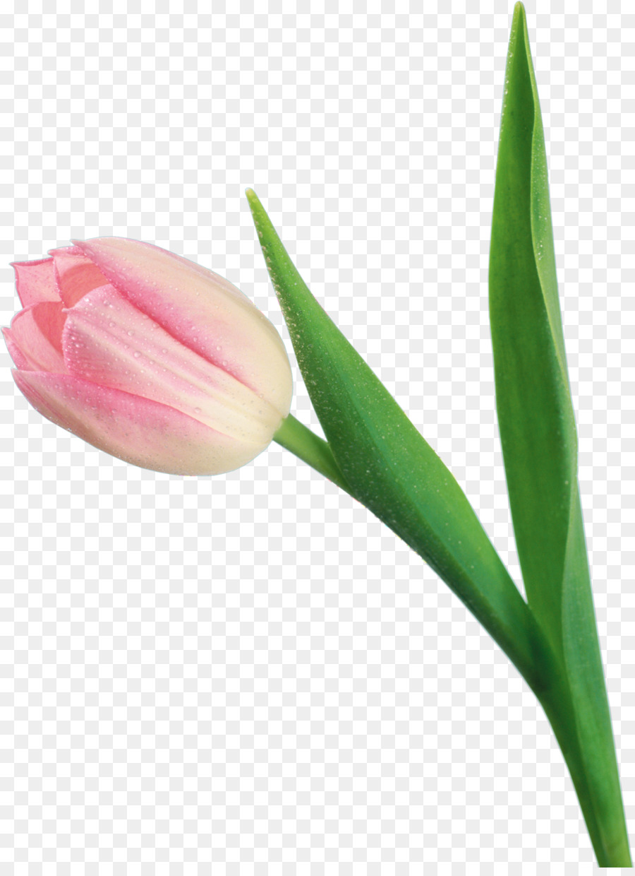 Tulipán，Planta PNG