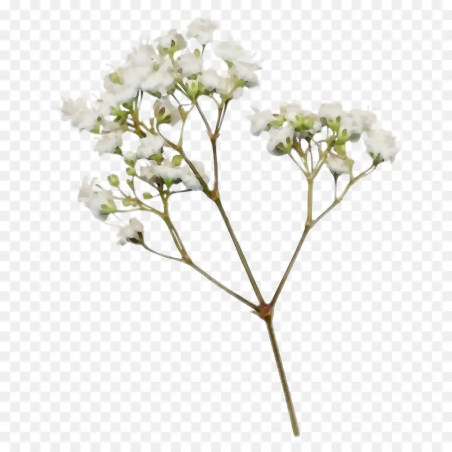 Flor，Planta PNG