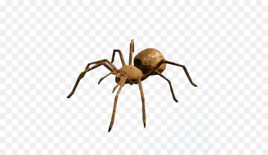 Araña，Los Insectos PNG