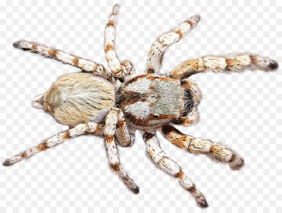 Araña，Araneus Cavaticus PNG