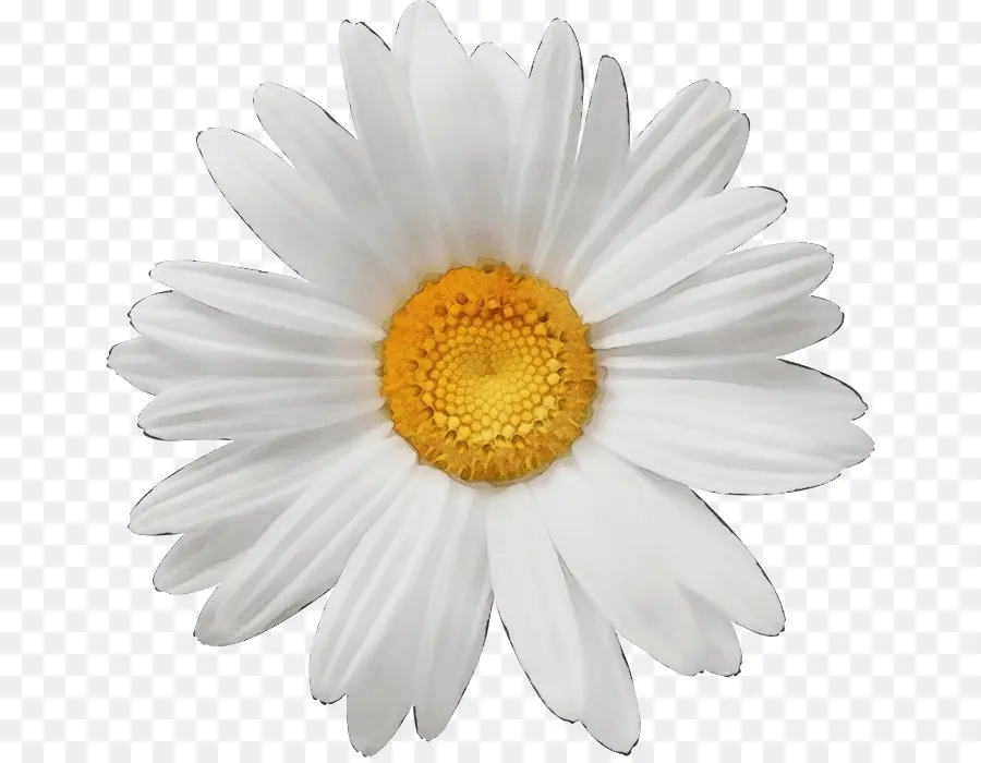 Flor Blanca，Pétalos PNG