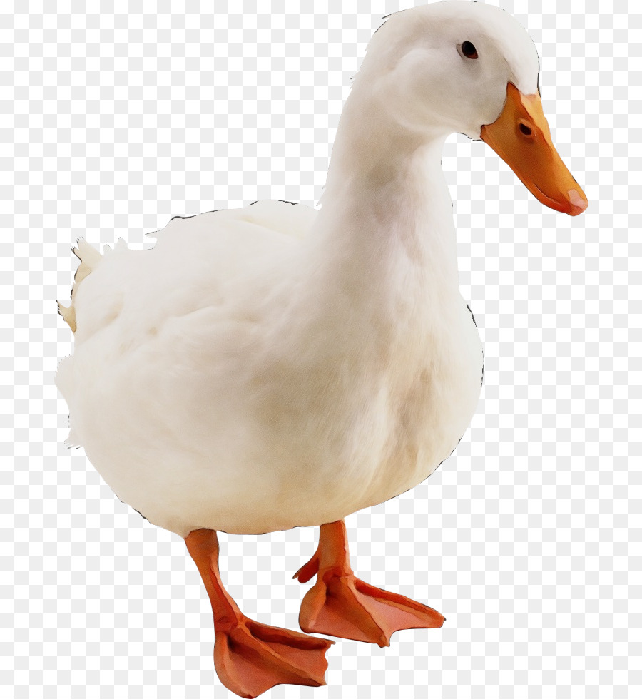 Aves，Pato PNG