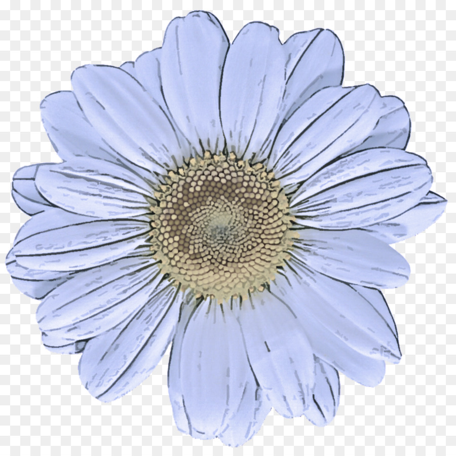 Barberton Daisy，Flor PNG