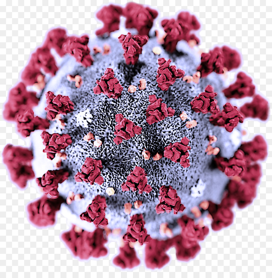 Coronavirus，Covid 19 PNG