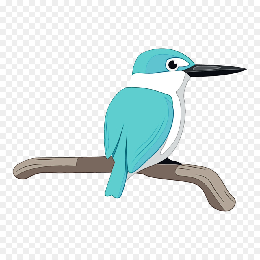 Aves，Pico PNG