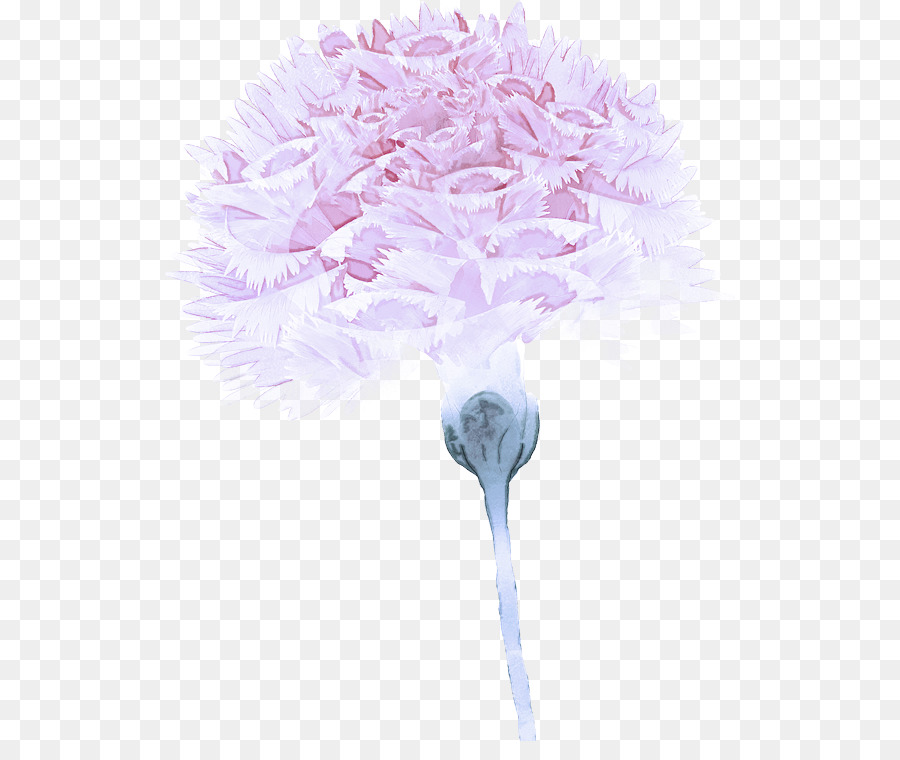 Flor Rosa，Florecer PNG