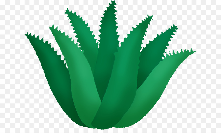 Áloe Vera，Verde PNG