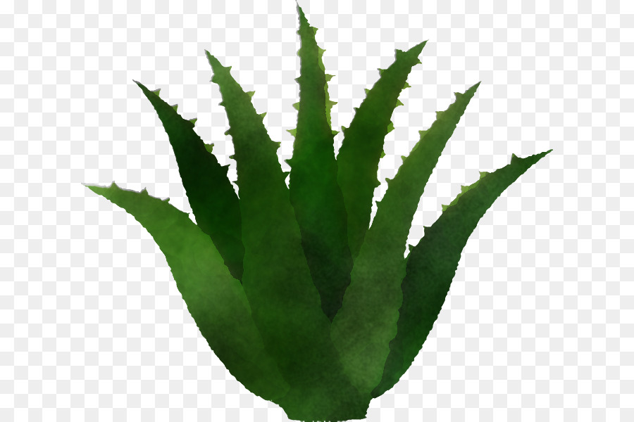 Áloe Vera，Verde PNG