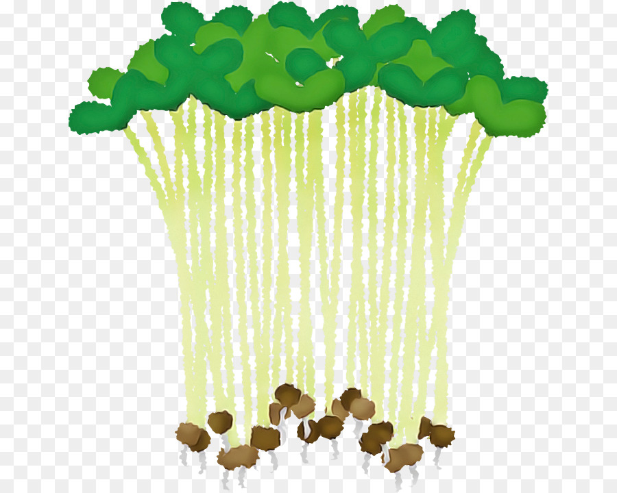 Brócoli，Verde PNG