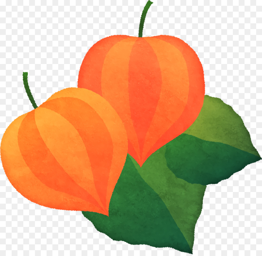 Calabaza De Invierno，Peruano Groundcherry PNG