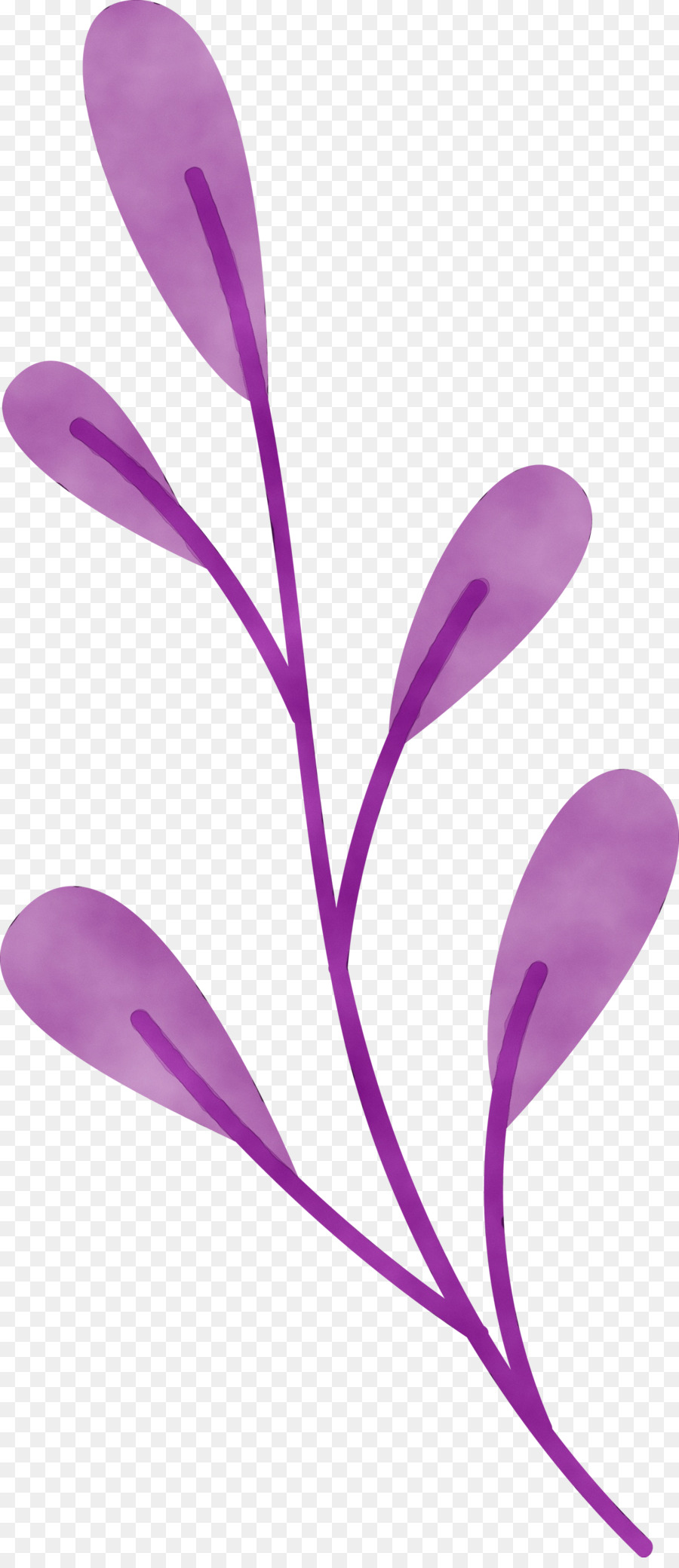 Pétalo，Morado PNG