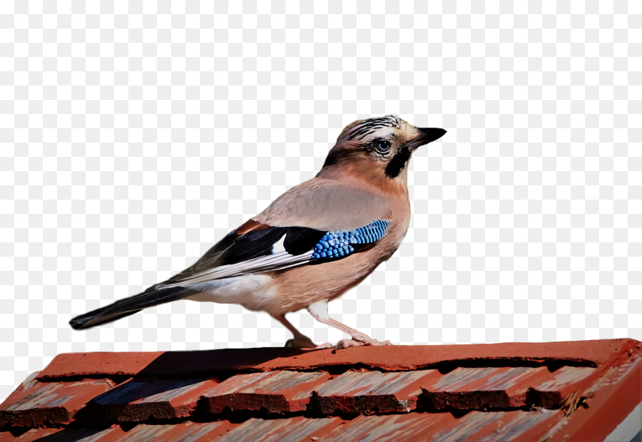 Blue Jay，Los Pinzones PNG