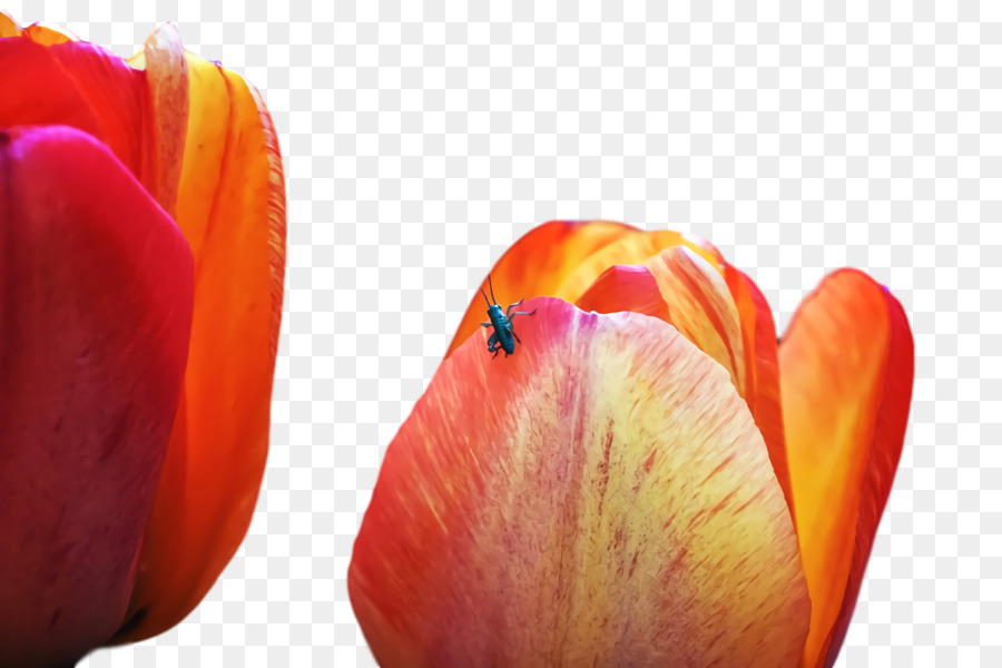 Tulip，Pétalo PNG