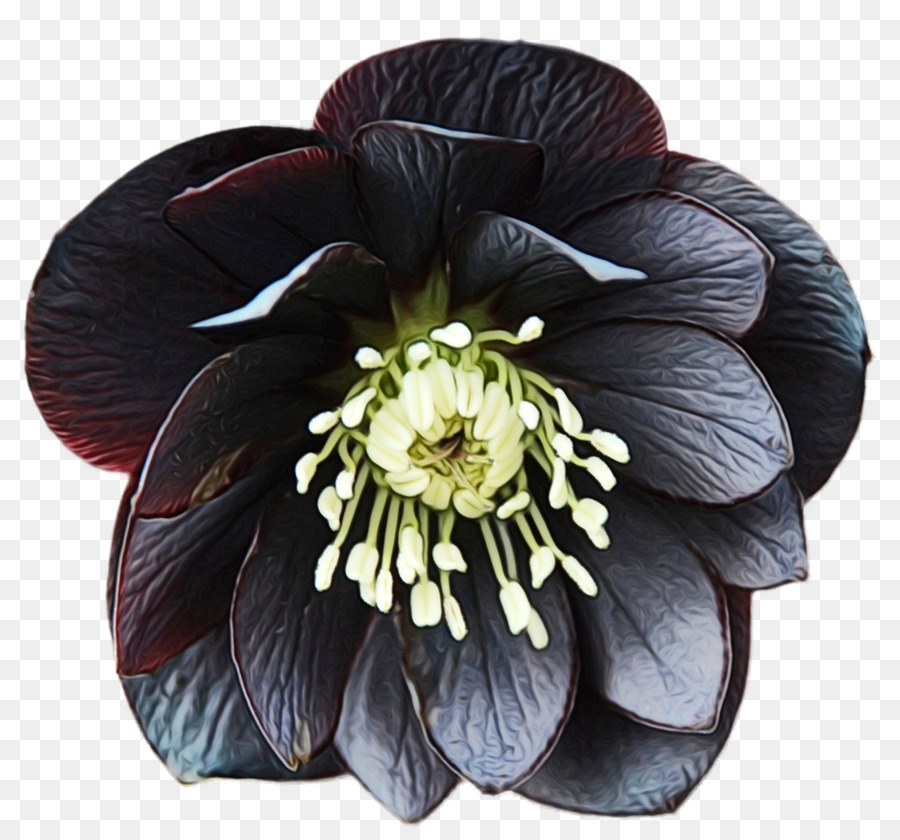 Flor Oscura，Florecer PNG