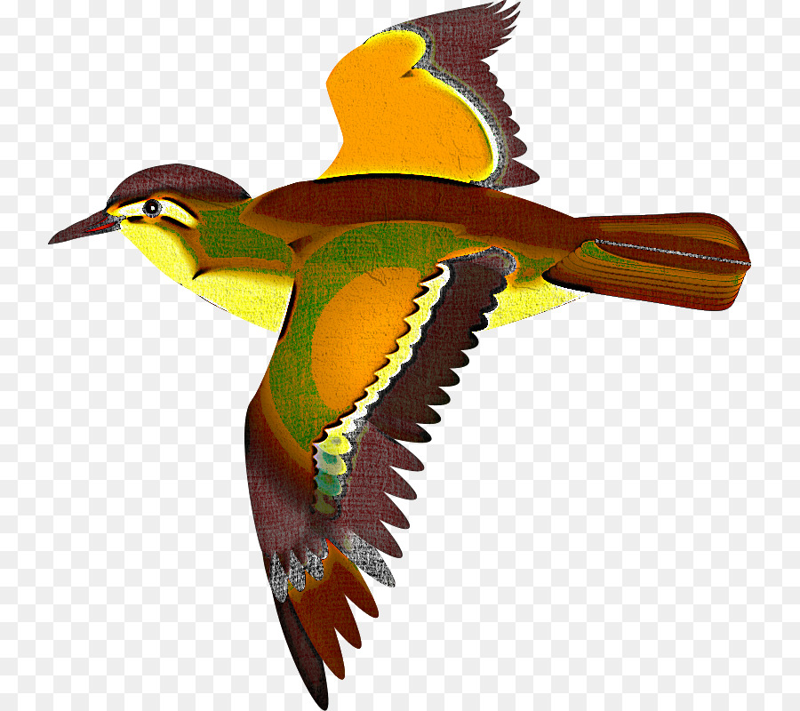 Pico，Aves PNG