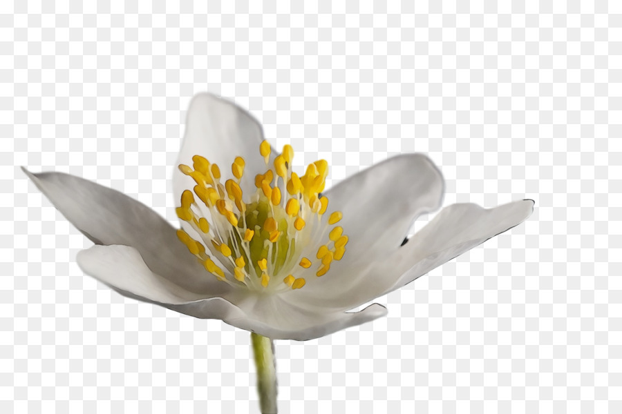 Flor Blanca，Florecer PNG