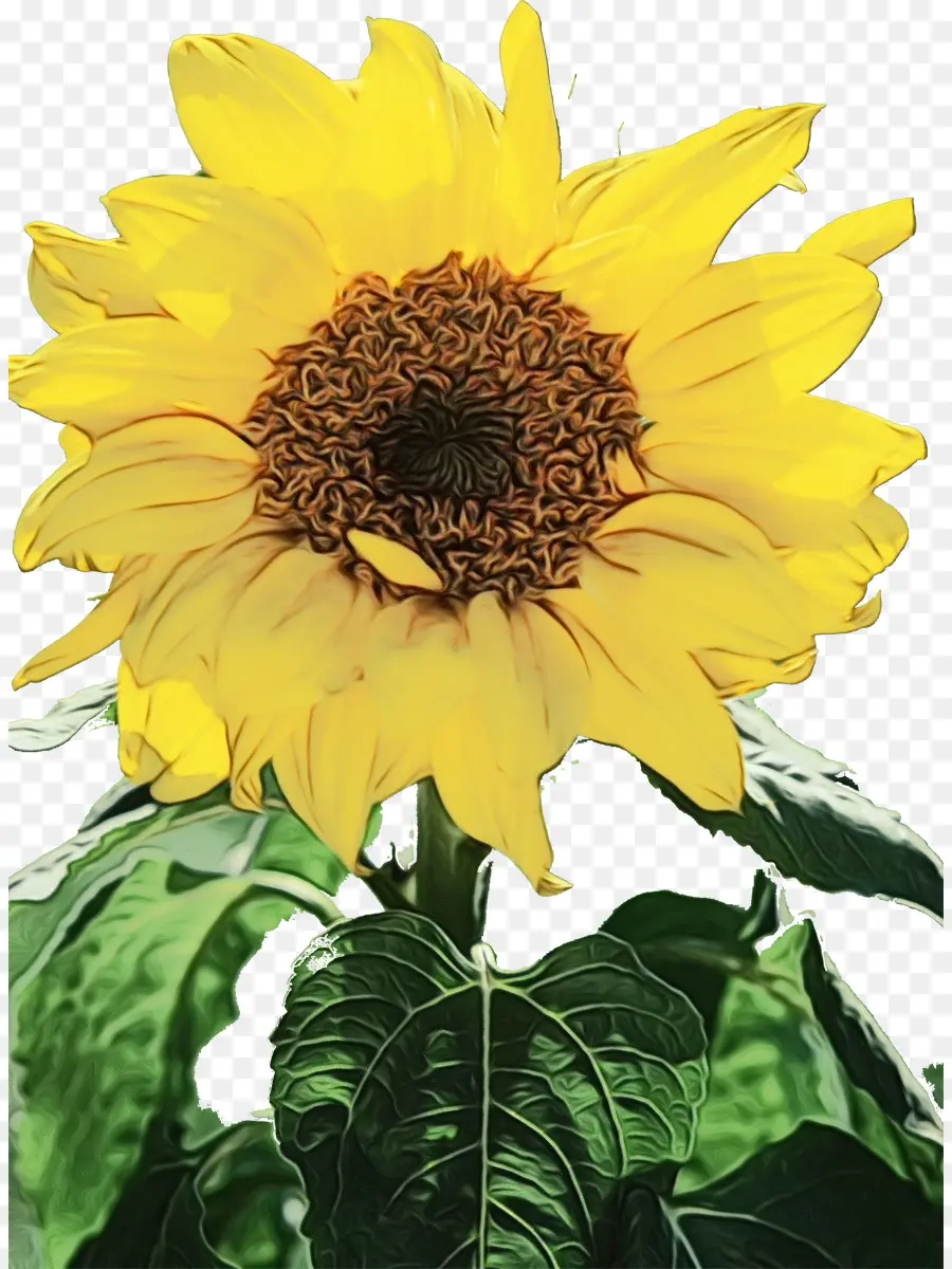 Común De Girasol，La Semilla De Girasol PNG