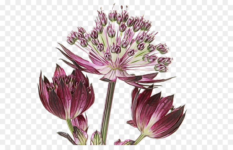 Las Flores Cortadas，Tallo De La Planta PNG