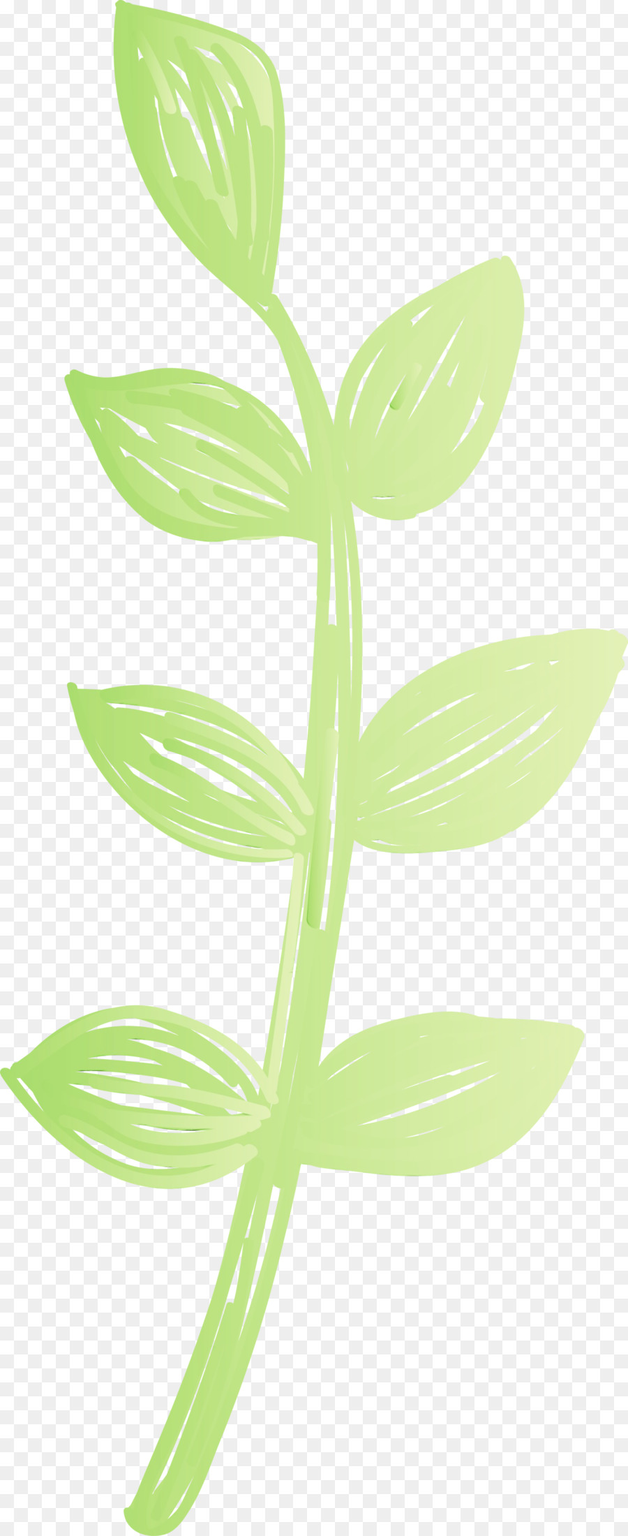 Planta Verde，Hojas PNG