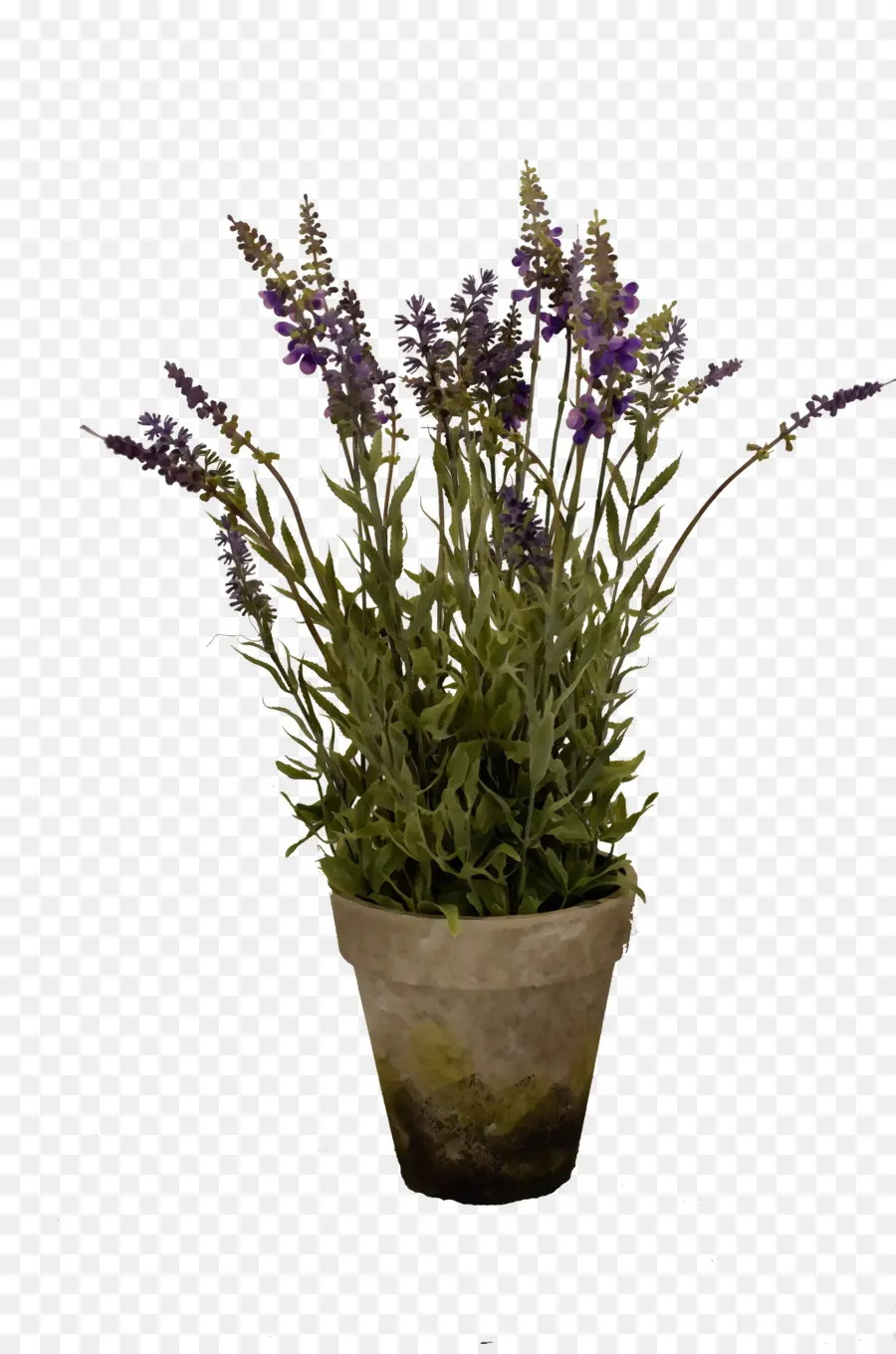 Inglés Lavanda，Lavanda Francesa PNG