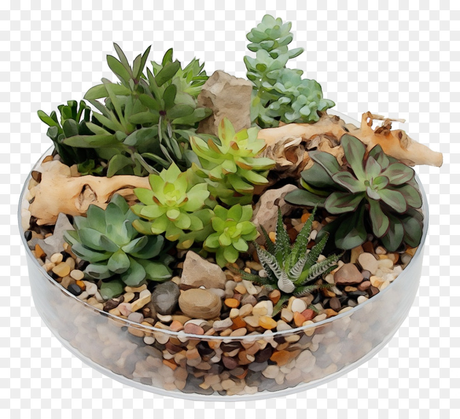 Planta De Interior，Echeveria PNG