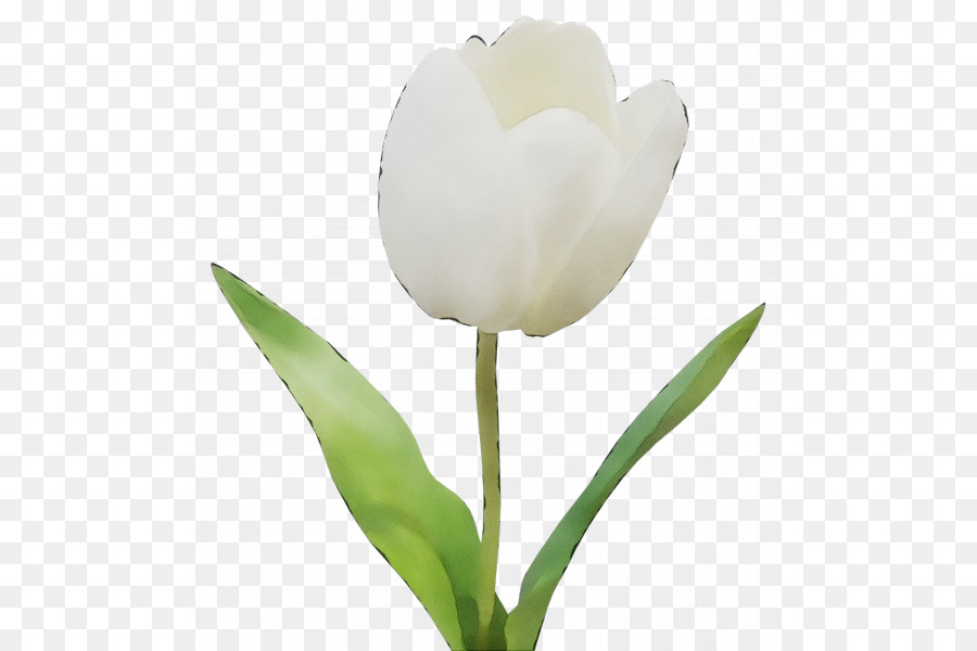 Tulip，Tallo De La Planta PNG