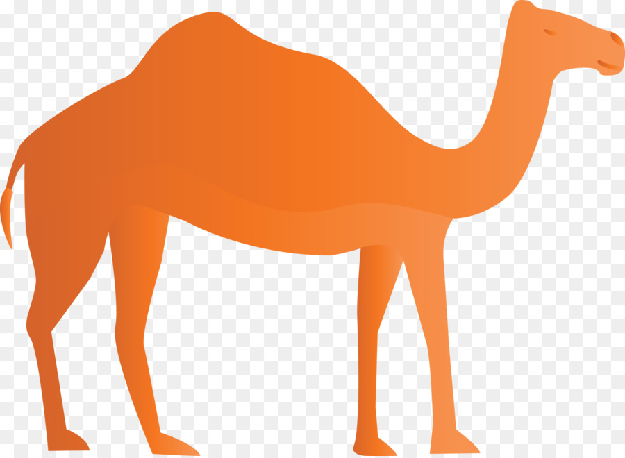 Dromedario，Caballo PNG