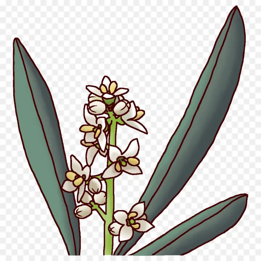 Flor，Las Plantas PNG