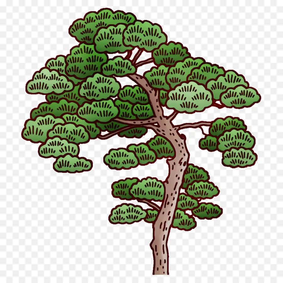 Árbol，Pino PNG