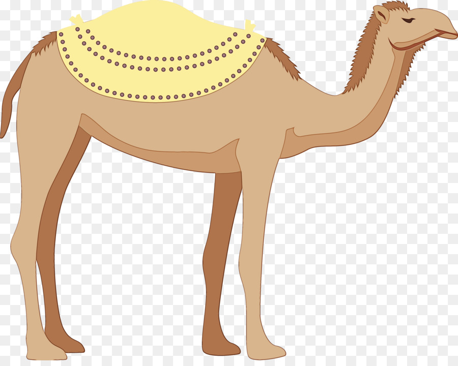 Dromedario，Los Camellos PNG