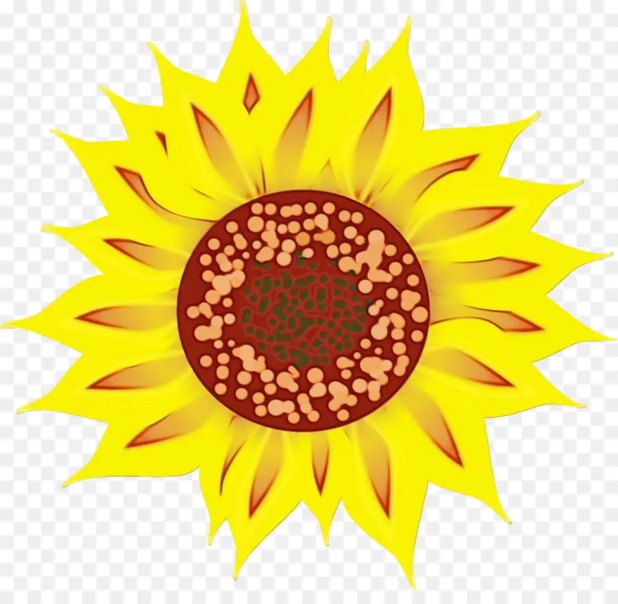 Girasol，Amarillo PNG