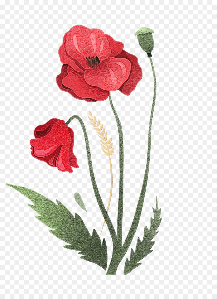 Amapola Roja，Florecer PNG