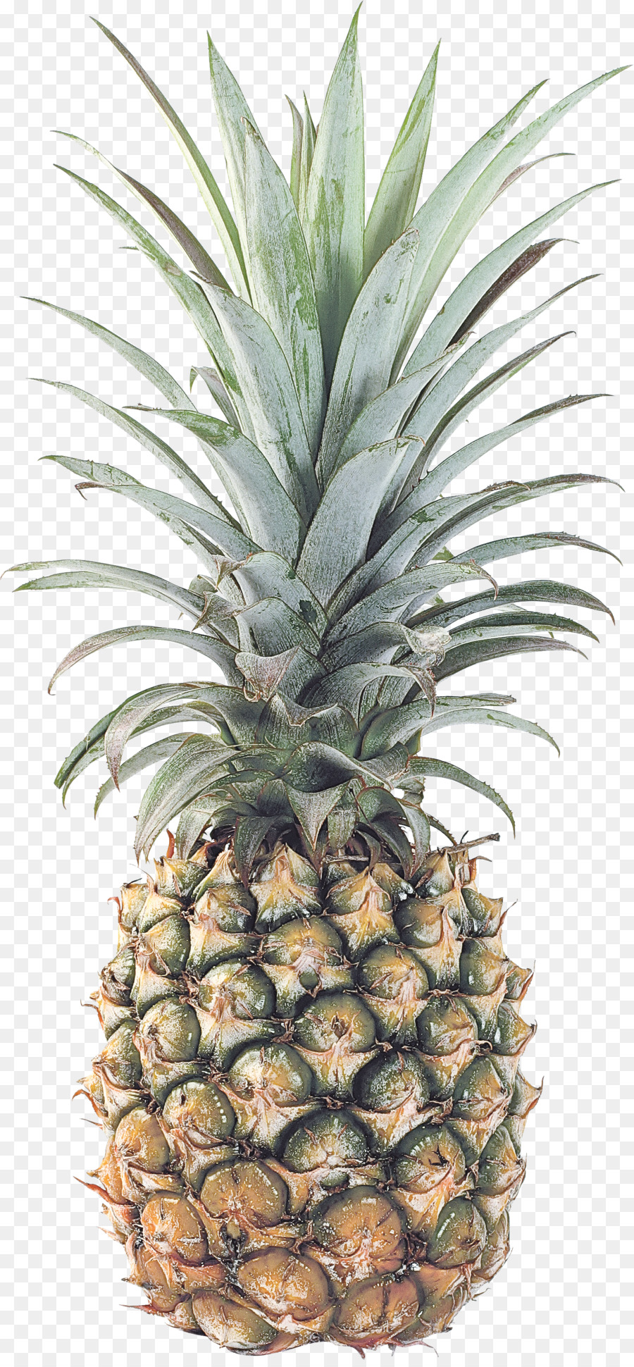 Piña，Tropical PNG