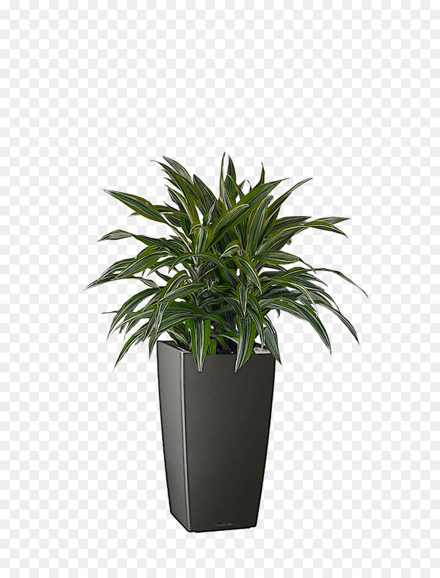 Planta En Maceta，Hojas Verdes PNG