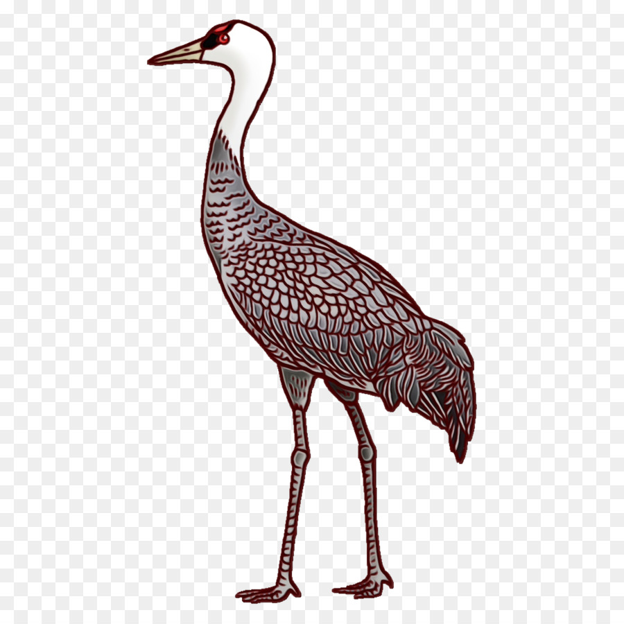 La Cigüeña，Aves PNG