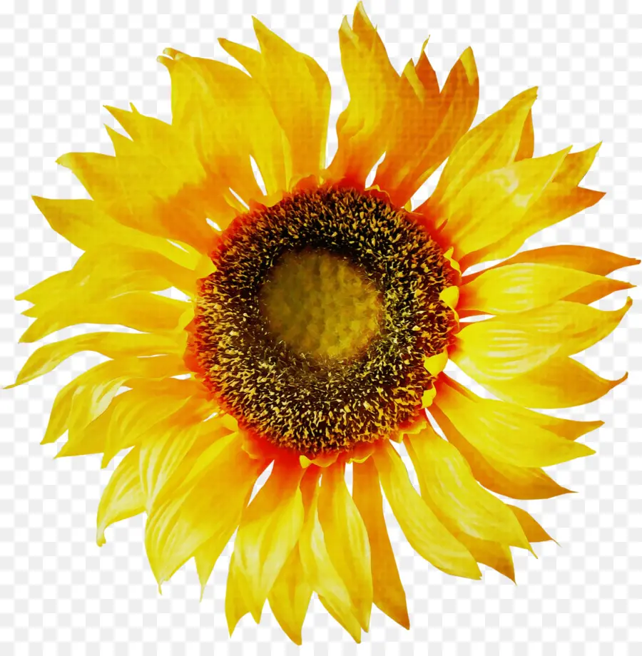 Florero Con Doce Girasoles，Los Girasoles PNG