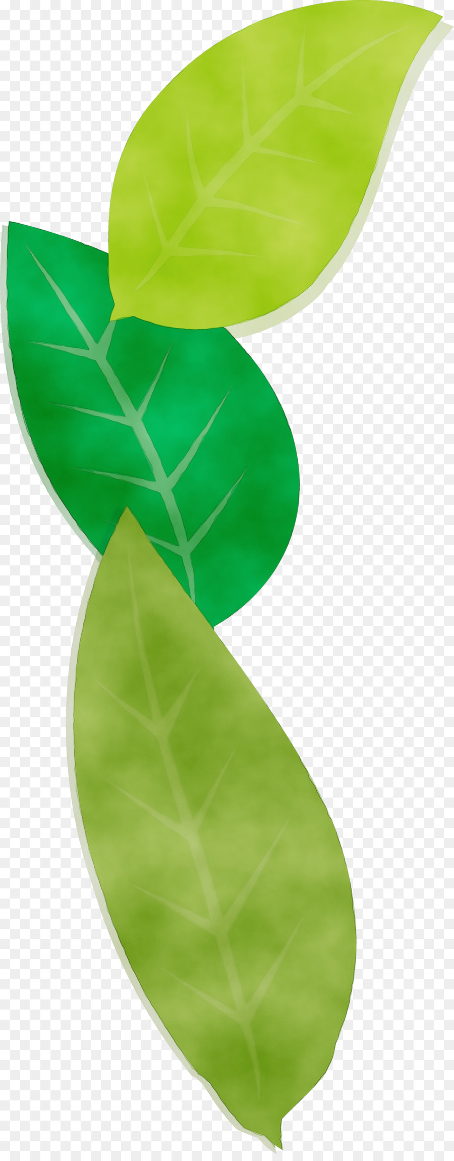 Hoja Verde，Planta PNG