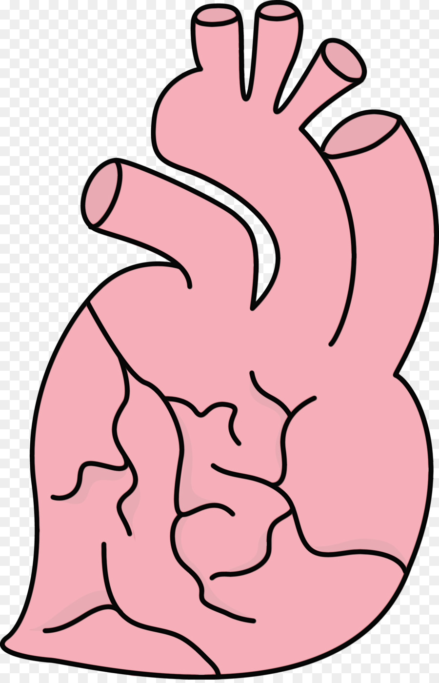 Corazón，Anatomía PNG