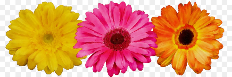 Flores Coloridas，Amarillo PNG