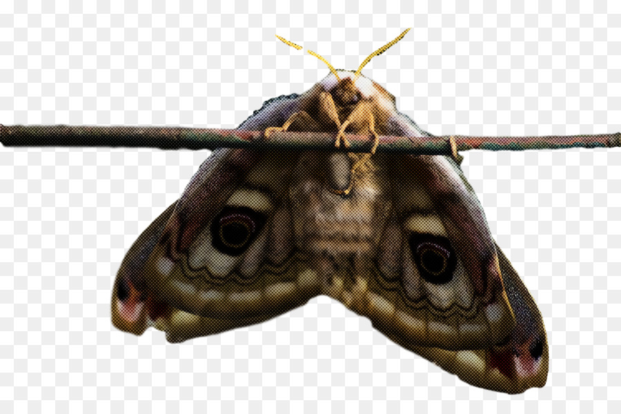 Las Mariposas，Gusano De Seda PNG