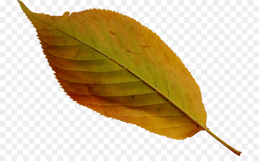 Hoja，De Hoja Caduca PNG