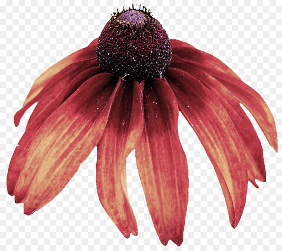 Flor Roja，Flor PNG