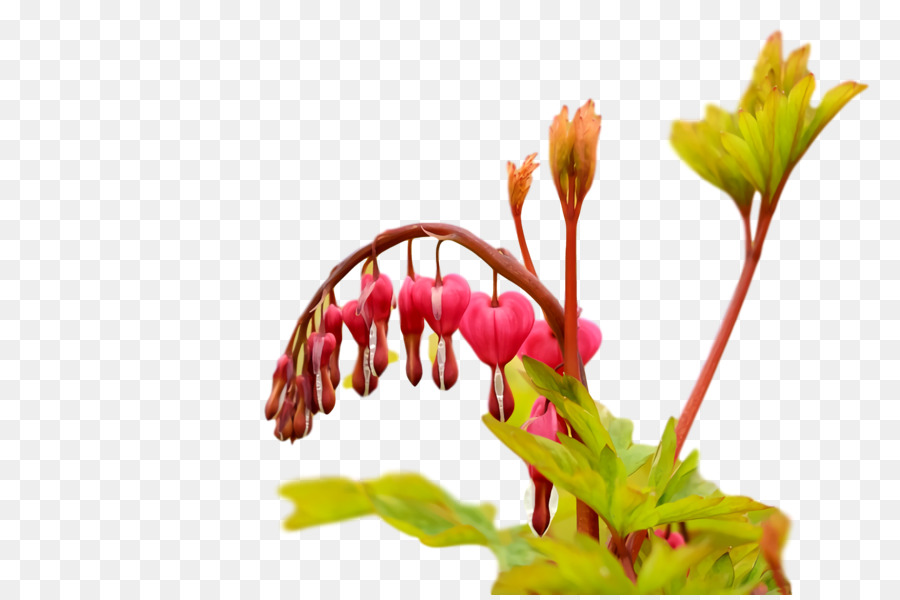 Las Flores Cortadas，Tallo De La Planta PNG